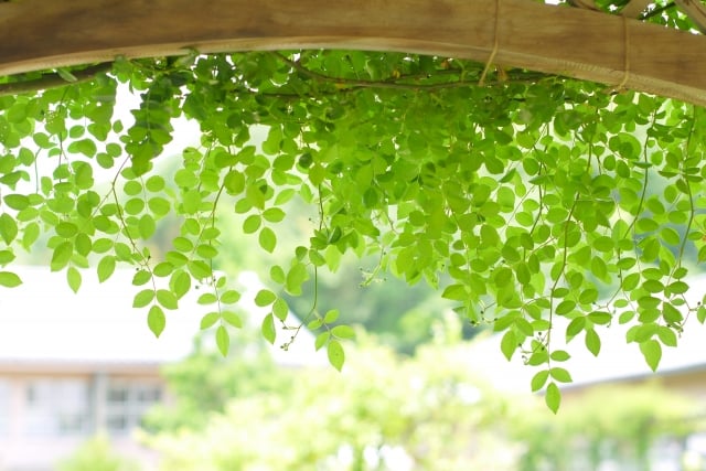 もうすぐ 草木芽吹く新緑の季節