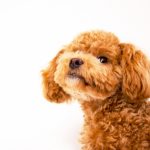 ペットのいる暮らし