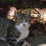 ペットと暮らす